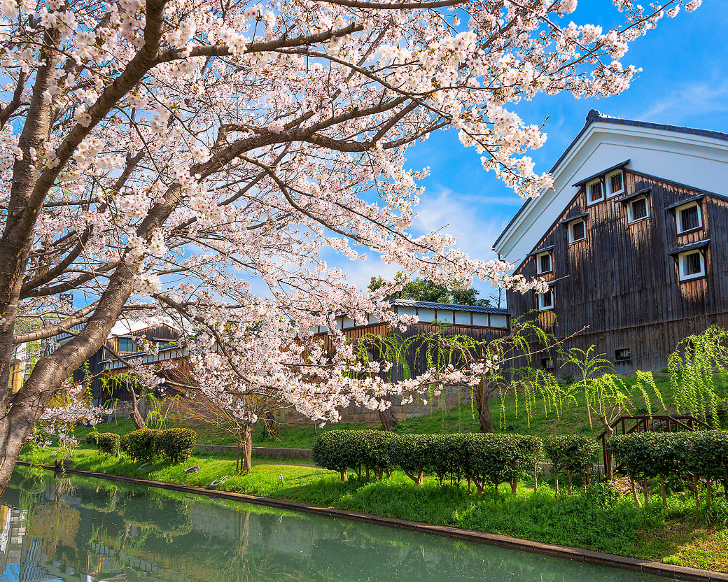 Cherry Blossom Scenery